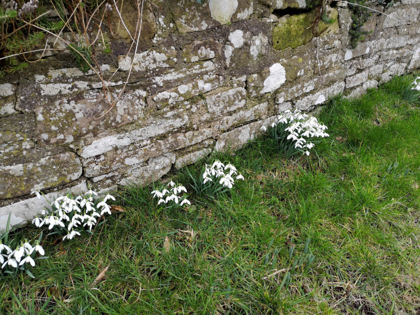 Snow drops at Craswall, the valley of the Upper Monnow